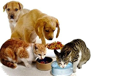 K Kapda Bir Kap Su Bir Avu Mama Hayat Kurtaryor!