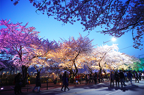 Güney Kore’de Bahar ‘Çiçek Festivalleri’ ile Yaşanıyor