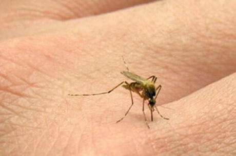 Sivrisinek Isr Alerjisi ve Korunma nlemleri